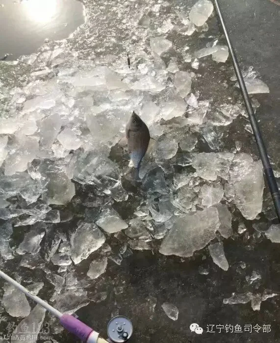 开冰凿洞寻鱼群冰钓鱼货也不错