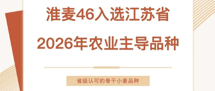 官宣！淮麦46入选江苏省2026年农业主导品种