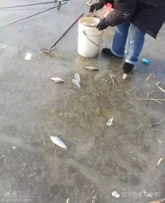 开冰凿洞寻鱼群冰钓鱼货也不错