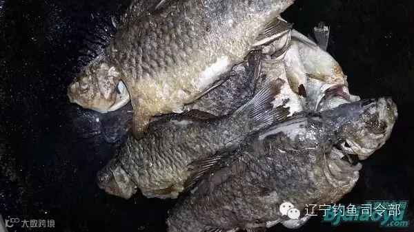 两面微黄