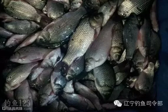 开冰凿洞寻鱼群冰钓鱼货也不错