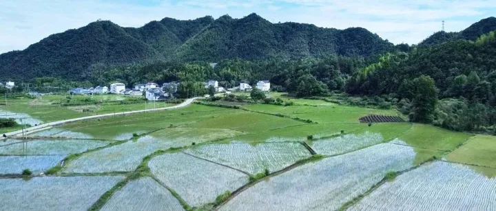 机械化水稻插秧 助力夏种跑出“加速度”