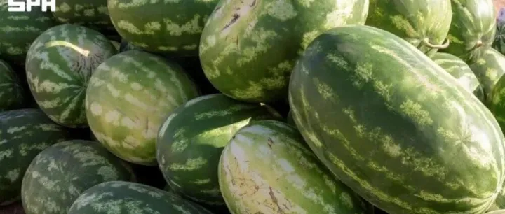西瓜引领沙特水果产量，每年超过62万吨