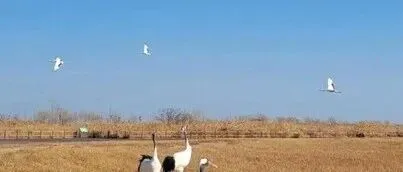 仅代表个人观点，江苏盐城是我去过最不像湿地生态的工业城市