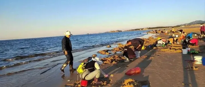 黄骅：比青岛清净,比威海便宜,夏天25℃赶海吃鲜,人少景美物价低