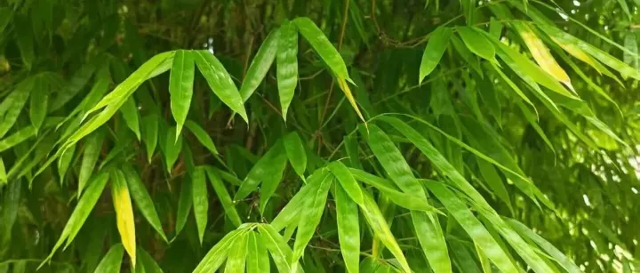一座令人惊艳的贵州小城：藏在山水间的<em>铜仁</em>，不止有梵净山