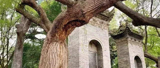 西安“城墙下的自然空调房”！地铁口拐进这片免费的古木公园，国槐参天，大唐风韵的湖面上荷花正盛。