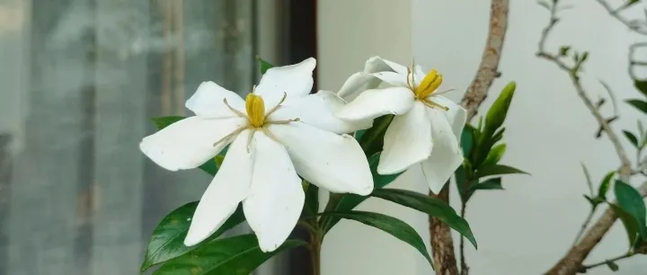 三年三色门联，读懂<em>曲靖</em>传统守孝风俗