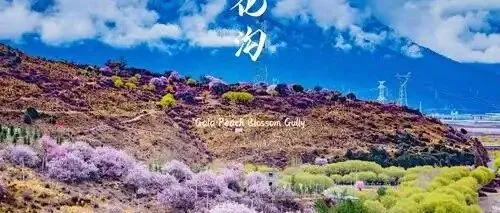 林芝桃花沟进入盛花期，雪山下的粉色海洋太梦幻
