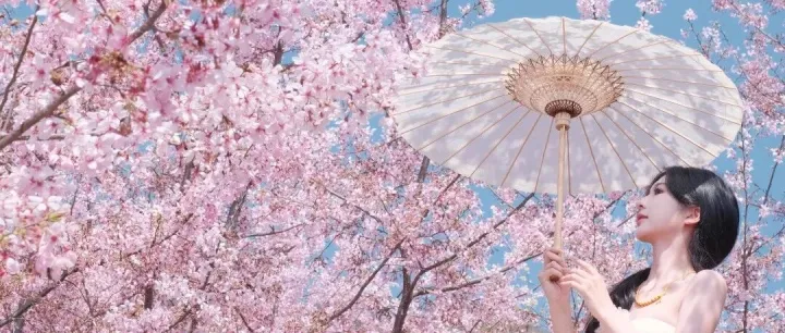 掉入樱花海