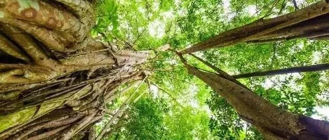 绿海燃情：雨林深处的生命启示