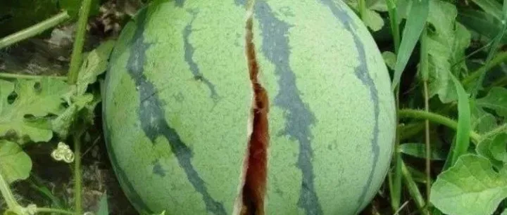 西瓜裂果怎么预防