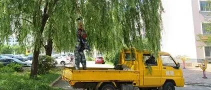 我为群众办实事 | 修剪枝叶除隐患 便民出行暖民心