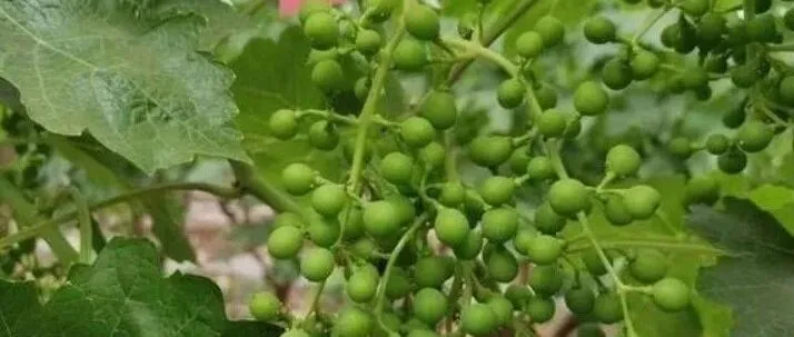 葡萄膨果期用什么肥