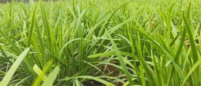 夏季韭菜种植管理