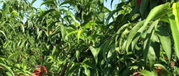 夏季果树施肥管理