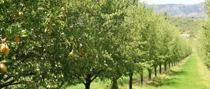 夏季果树怎么管理