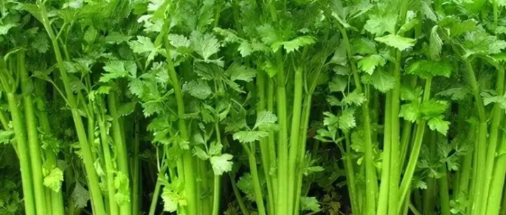 夏天能芹菜种植吗