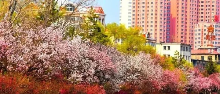 <em>佳木斯</em>春季赏花线路重磅推出！