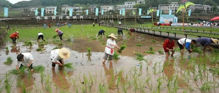 我在西河有块田！