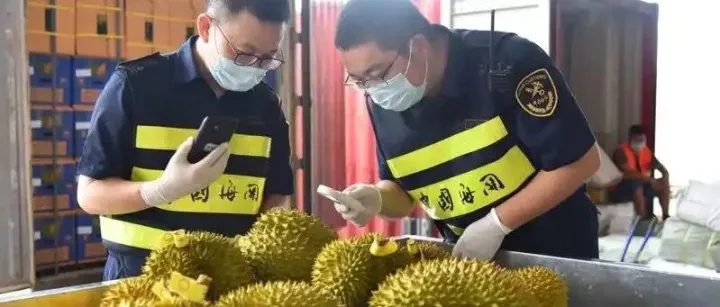 崇左经口岸进口的东盟水果占全国近一半，这座边关城市如何成了“水果自由”的幕后推手？