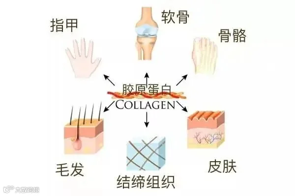 什么是胶原蛋白