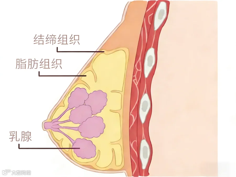 胸部结构3.png