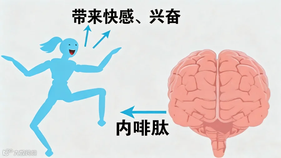 内啡肽.png