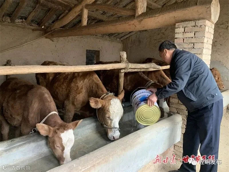 香莲乡上麻村帮扶工作队长何毅正在村民杨德汉家中帮忙喂牛 摄:郭丽_副本