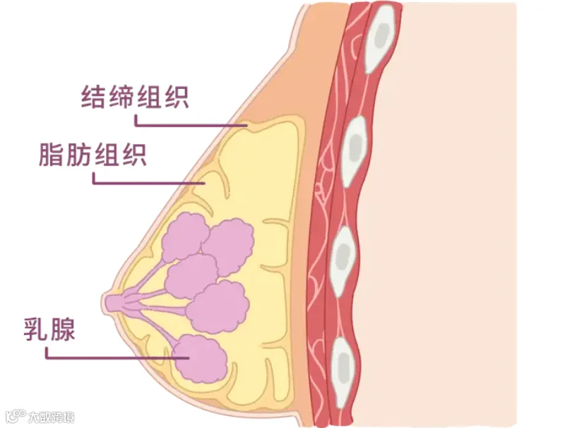 胸部结构5.png