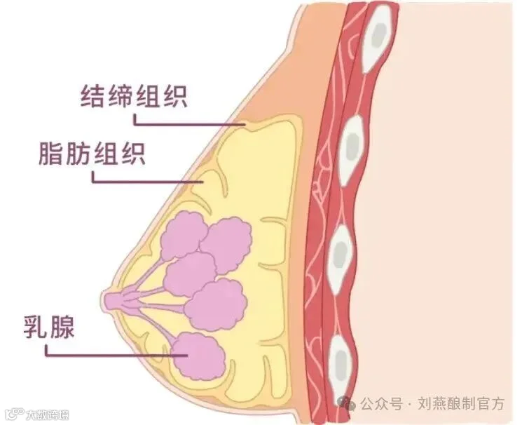 胸部结构5.png