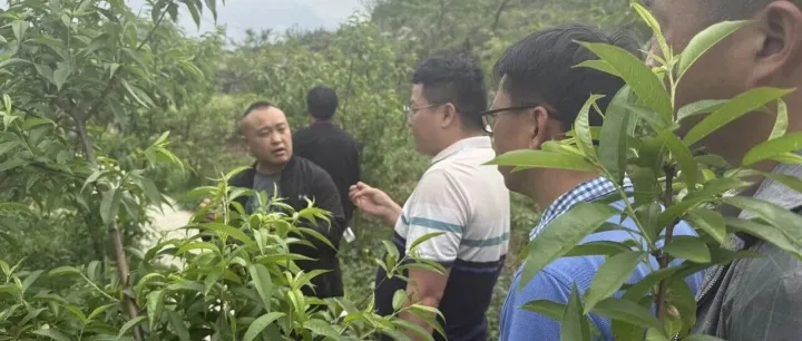 深耕终端保障丰收｜赤天化农化团队赴织金宫保<em>桃园</em>开展技术服务