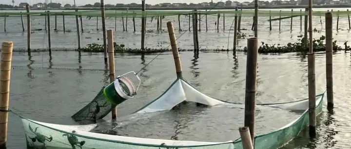 同是中华绒螯蟹，苏州水养出的甜、南京水养出的香，区别全在那一口湖风里。