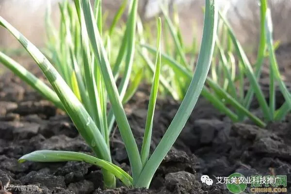 大蒜种植施肥建议