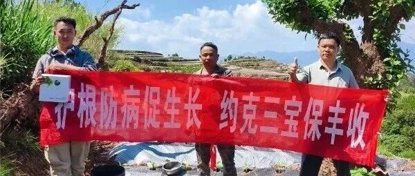 约克三宝，普洱 <em>文山</em>区域 效果真实反馈。