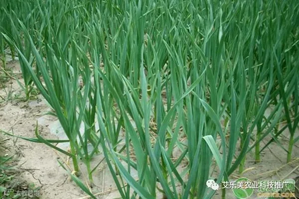 大蒜施肥
