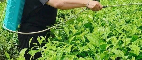 茶园虫灾不用愁｜阔达香韵+禧功杀虫套装，一遍打透绿叶蝉、粉虱虫害！