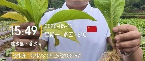  约克三宝示范田20天实景见证硬核效果