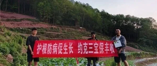 约克三宝15天效果展示，御香根效果示范田火热进行中。