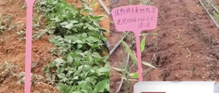 姜地除草实力派！绿野将火14天死草效果实测对比