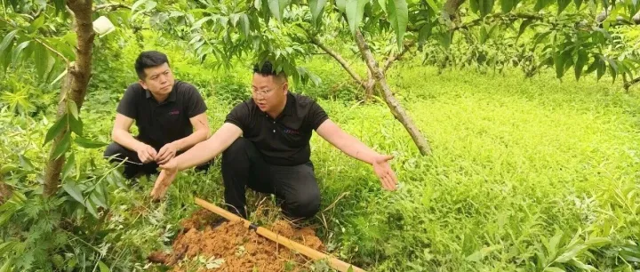 农技下乡助管护 科学施肥护航黄桃丰产