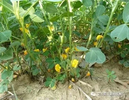 开花.jpg