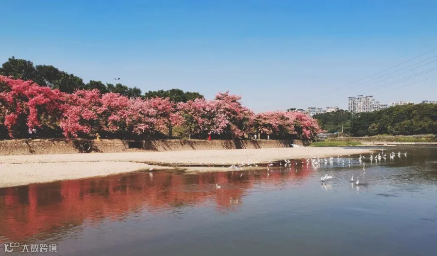 12.观澜河畔粉色花海，水上白鹭翩跹.jpeg