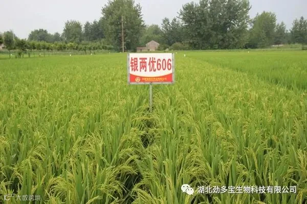 银两优606