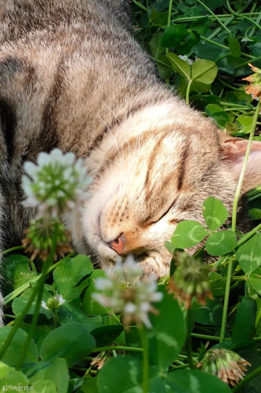 《睡猫》韩子轩基础部眼视光技术一班19225491807.jpg