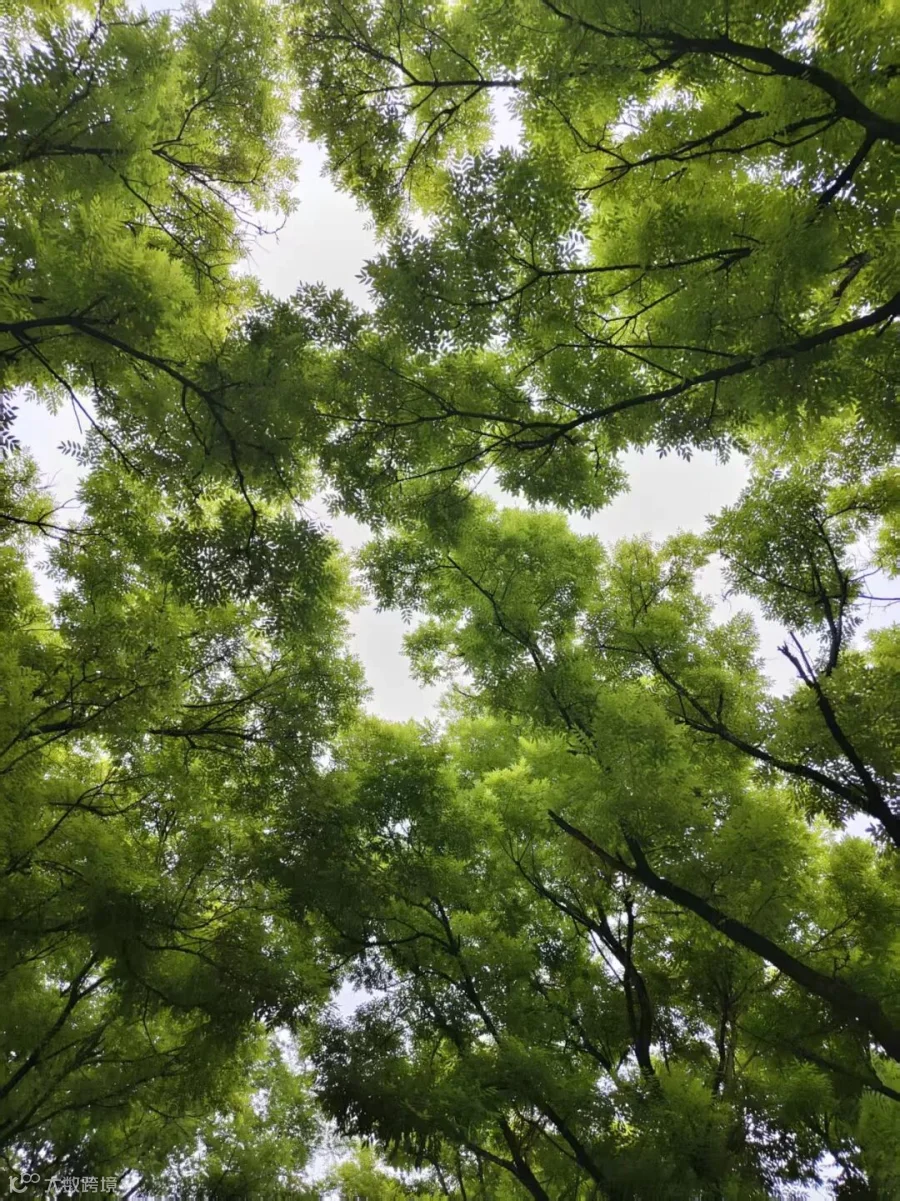 《绿荫长路》安然基础部25学前中外19725383875.jpg