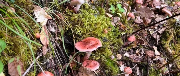 藏地风物志｜第六期：青岗菌