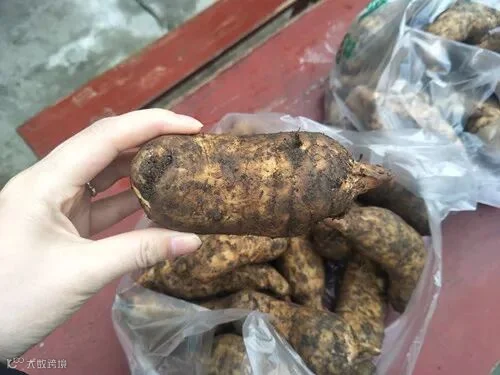 天麻.jpg
