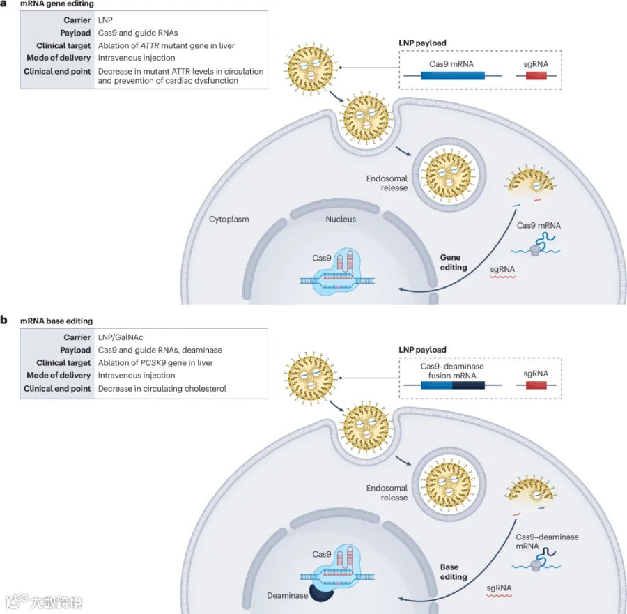 Fig. 5: mRNA-based genome editing.