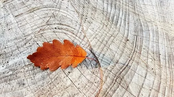 autumn-2815427__340.jpg